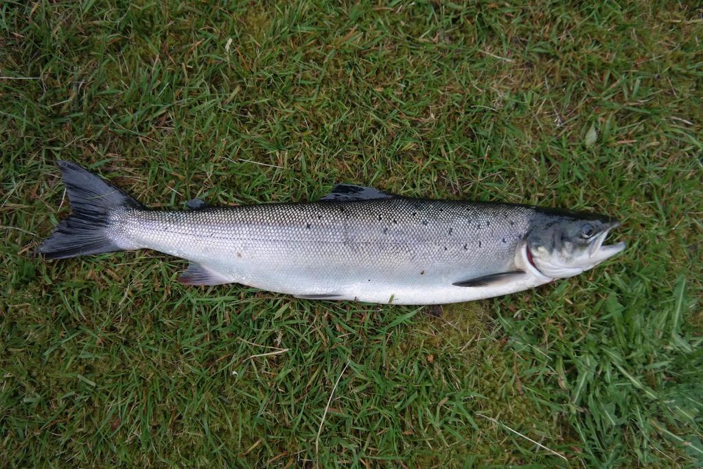 Holmset Camping And Fishing Namdalseid ภายนอก รูปภาพ